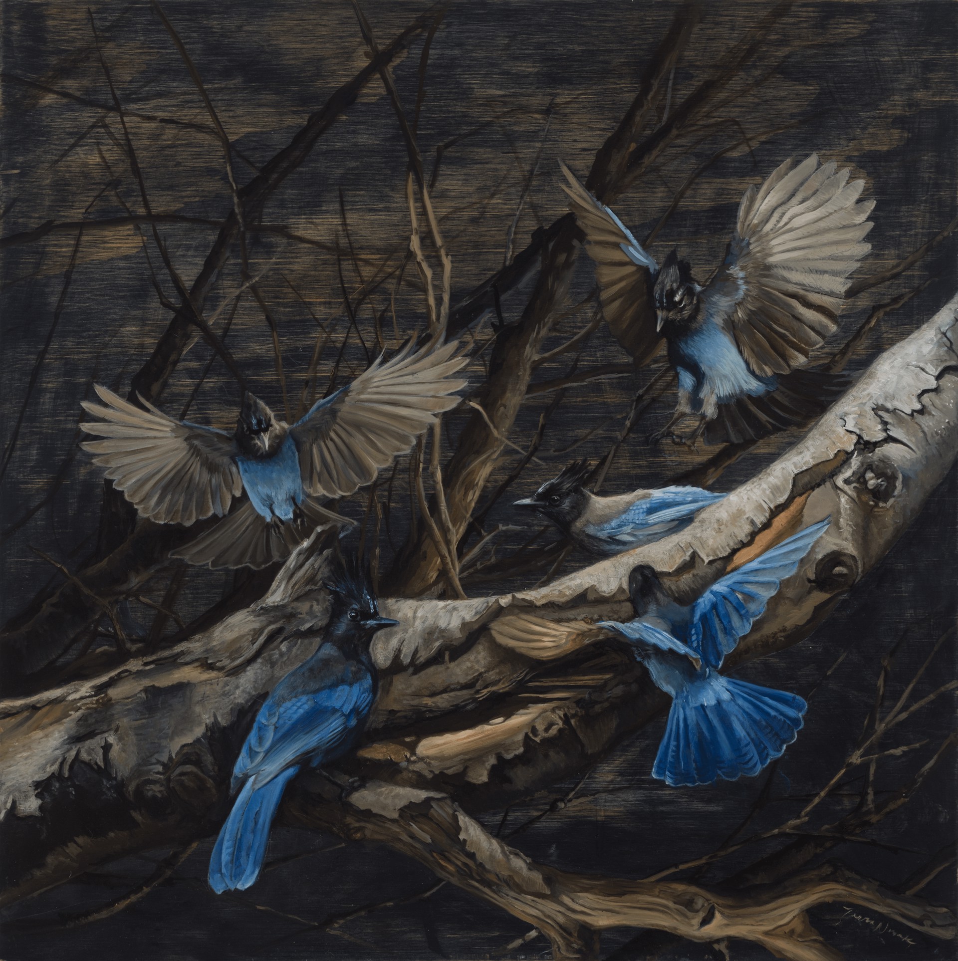 Stellar Jays on Birch by Terra Novak, 2024