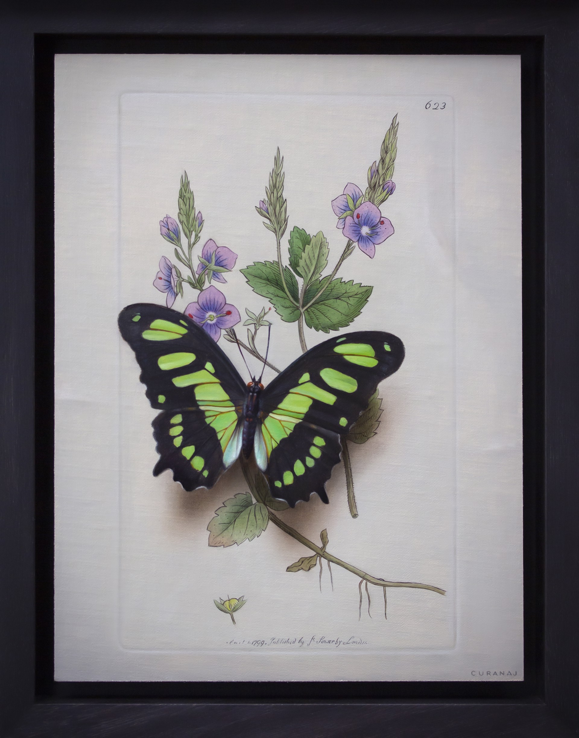 A green and black butterfly sitting on top of a flower.