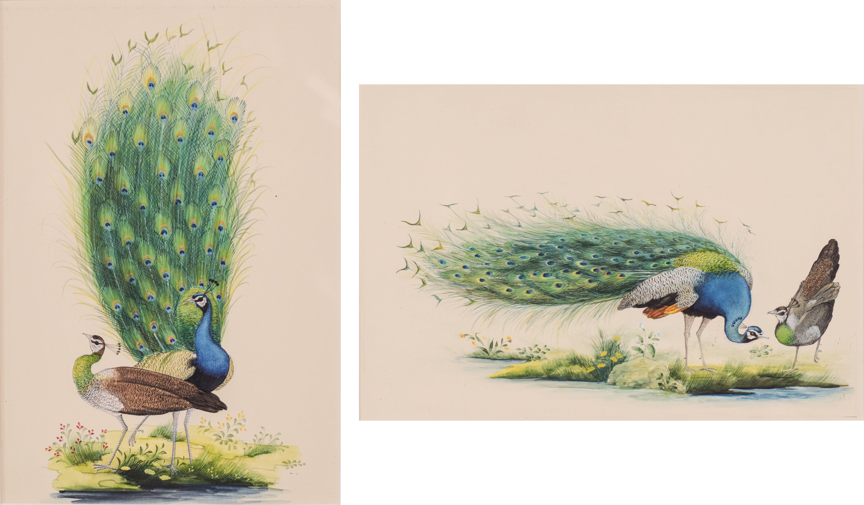 Two paintings of peacocks are shown side by side on a white background.