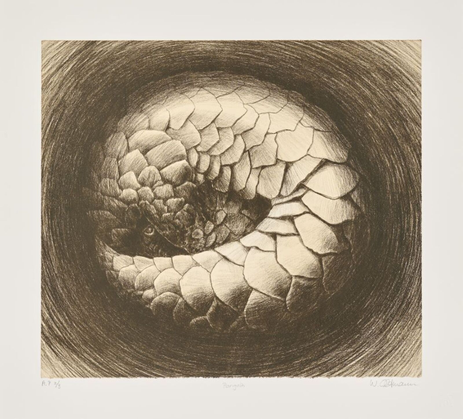 Pangolin by Walter Oltmann, 2020