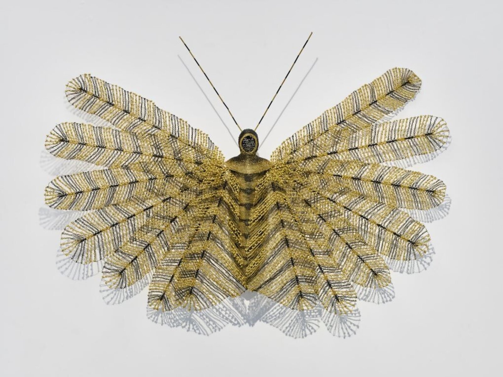 Pluma by Walter Oltmann, 2025