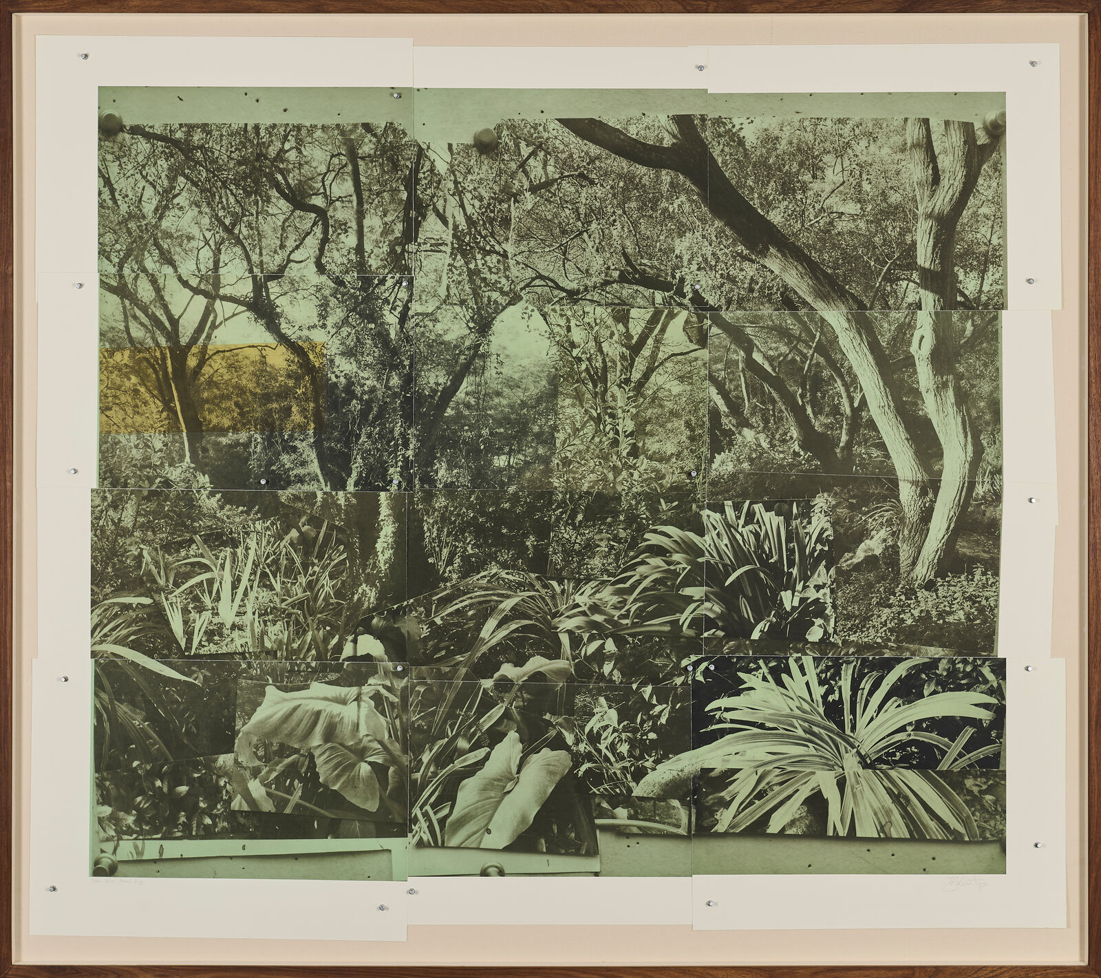 A black and white photo of a garden with trees and plants.