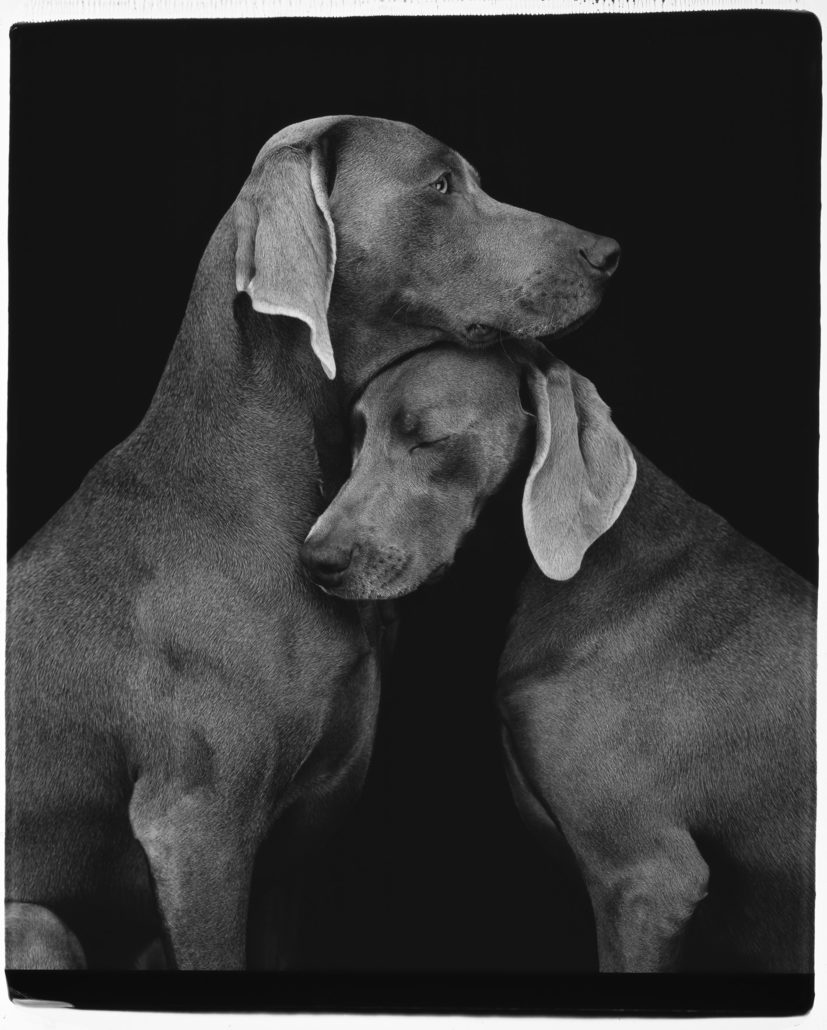 Friends by William Wegman, 2010