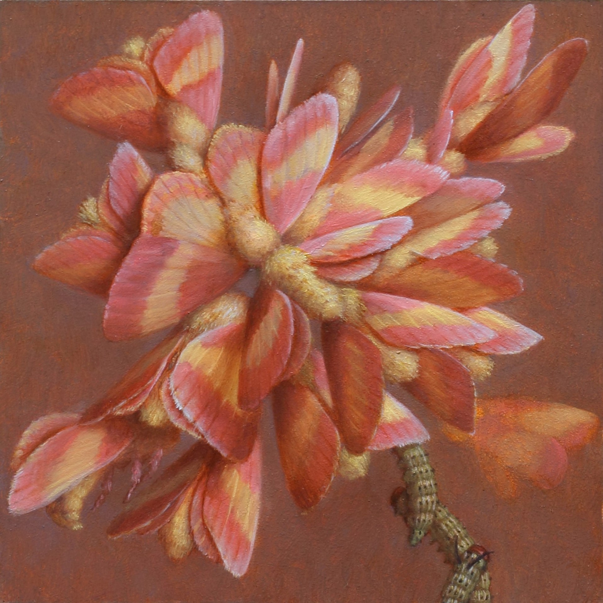 A painting of a pink and orange flower on a brown background.