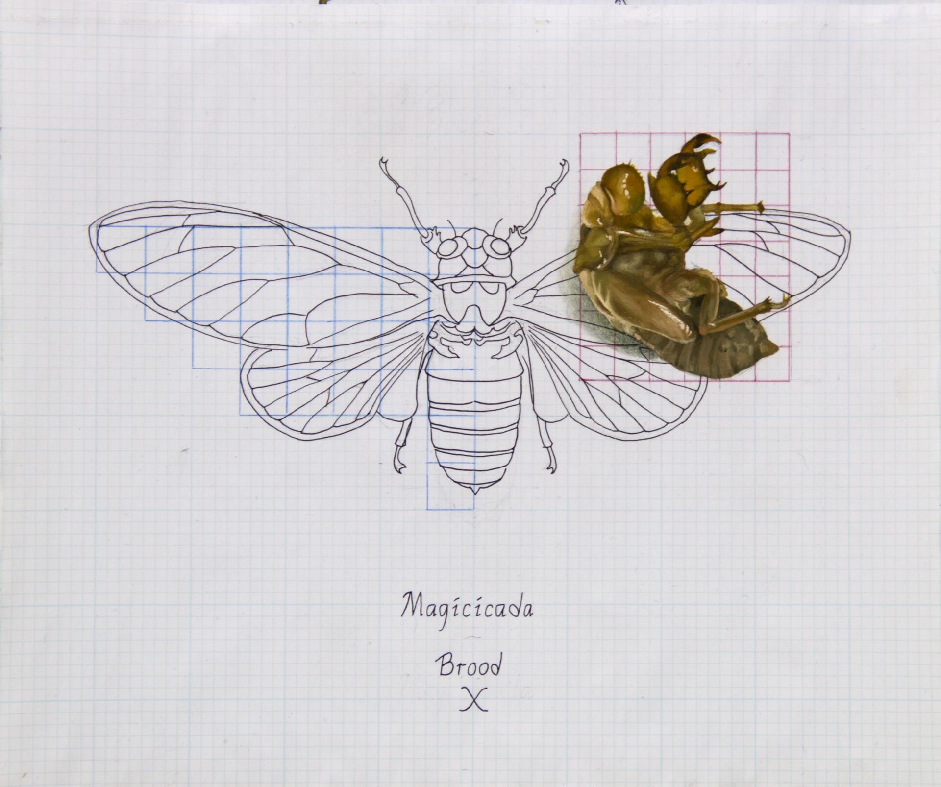 A drawing of a cicada on a piece of paper.